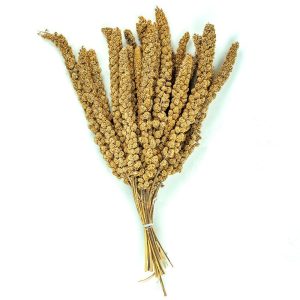 European Millet (22 lb)