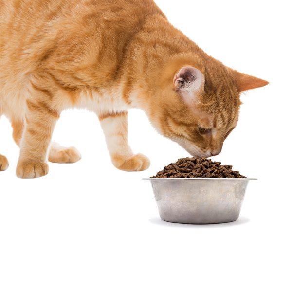 Simply Wild Chicken Meal & Brown Rice Cat Food (20 lbs)