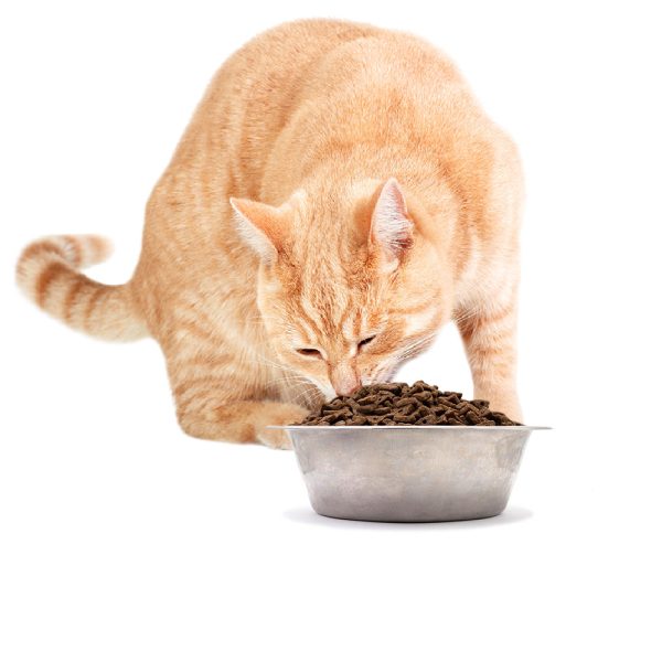 Simply Wild Chicken Meal & Brown Rice Cat Food (20 lbs)