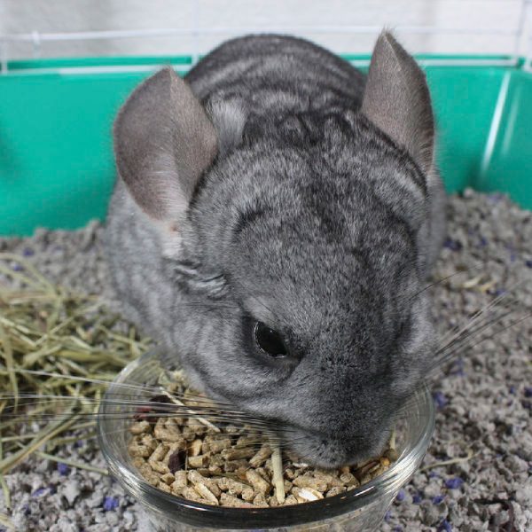 Sunseed SunSations Natural Chinchilla Formula 2.25 lbs